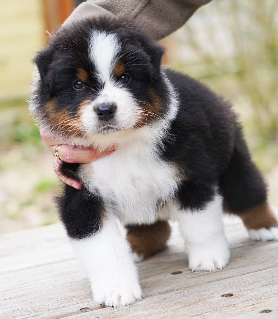 du glacier des pandas - Chiots disponibles - Berger Australien