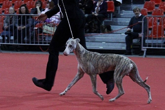 Speciale Whippet Valence 1er Mars 2014