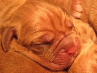 de Morgan de toi - Dogue de Bordeaux - Portée née le 01/01/2016