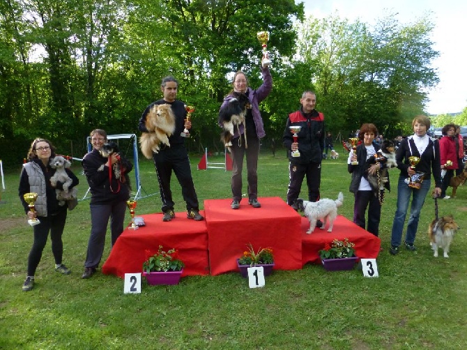 des tendres caresses - Des Tendres Caresses encore en finale d'Agility