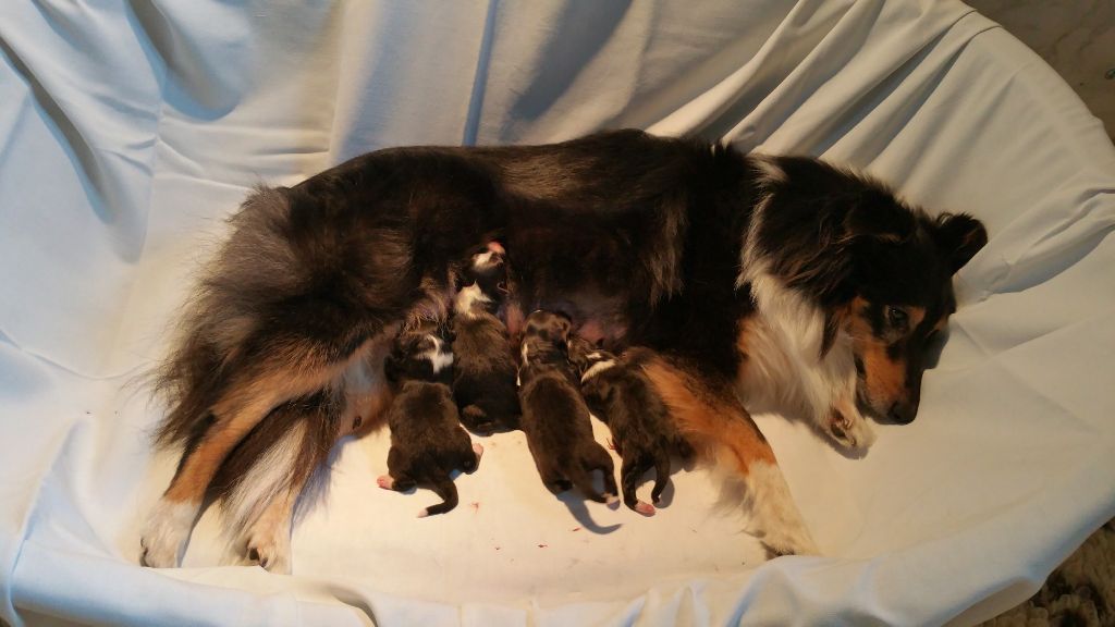 des tendres caresses - Shetland Sheepdog - Portée née le 26/02/2017