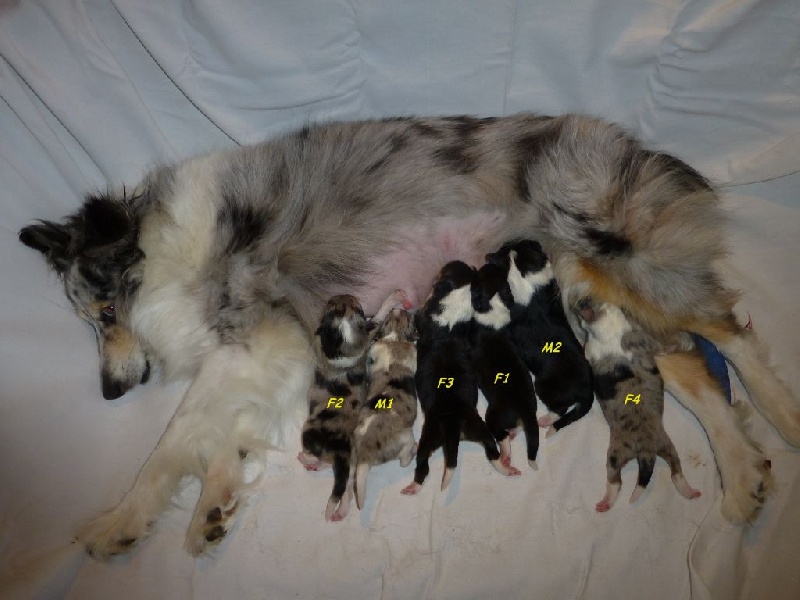 des tendres caresses - Shetland Sheepdog - Portée née le 17/06/2015