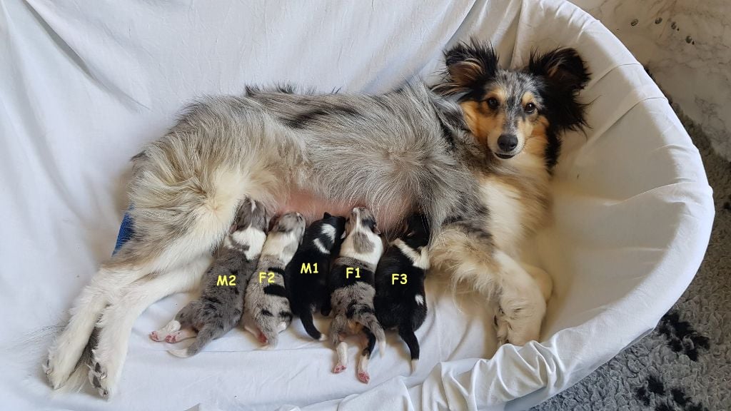 des tendres caresses - Shetland Sheepdog - Portée née le 12/05/2019