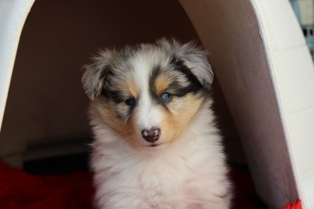 des tendres caresses - Shetland Sheepdog - Portée née le 04/04/2018