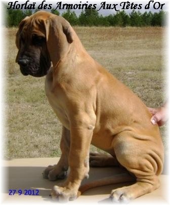 Chiot Dogue allemand des Armoiries aux Têtes d'Or