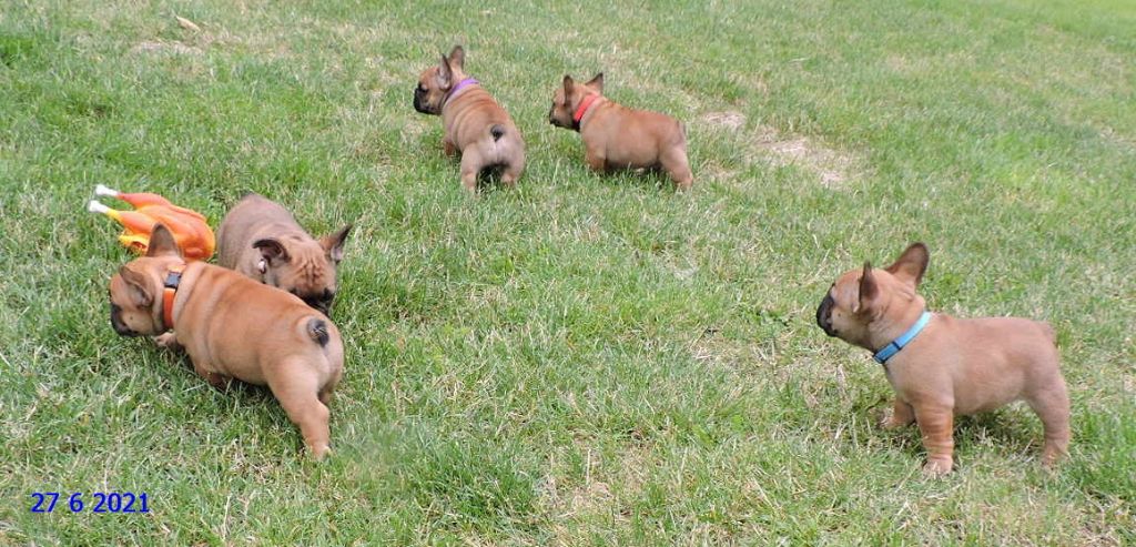 des Armoiries aux Têtes d'Or - Bouledogue français - Portée née le 15/05/2021