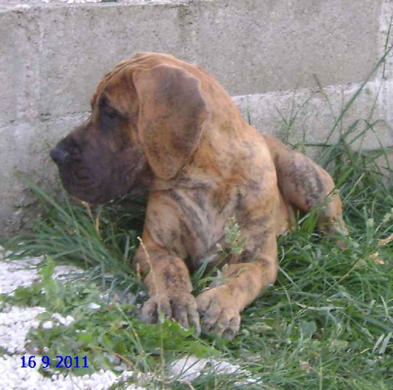 des Armoiries aux Têtes d'Or - Dogue allemand - Portée née le 19/05/2011