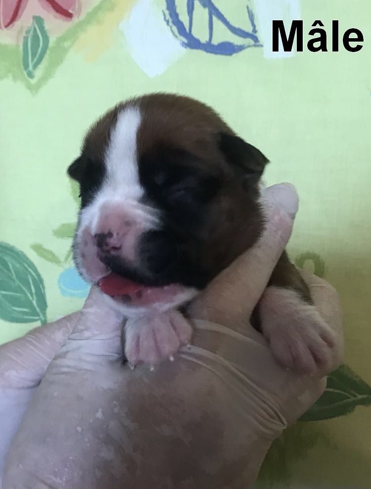 De la vallee du thin - Chiots disponibles - Boxer