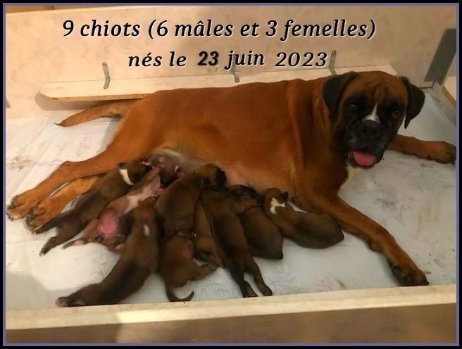 Chiot Boxer De la vallee du thin