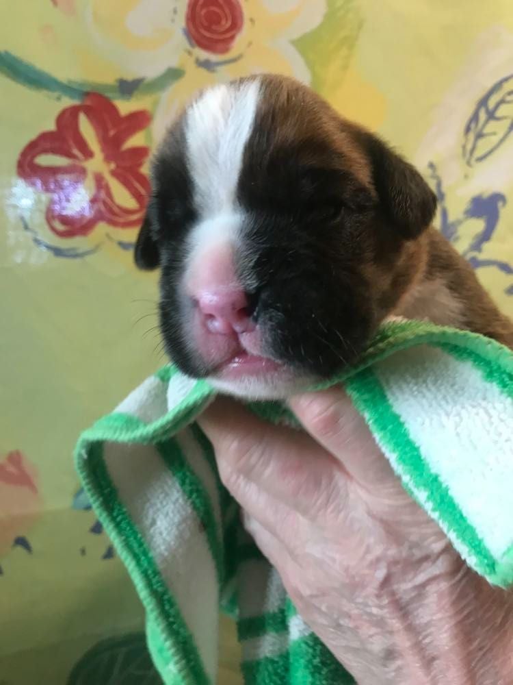 De la vallee du thin - Chiots disponibles - Boxer