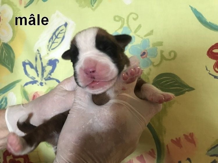 De la vallee du thin - Chiots disponibles - Boxer