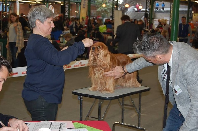 Du mas paskalia - BAHIA meilleur veteran à l'expo de MAUBEUGE