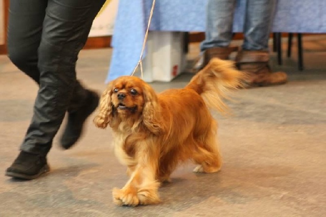 Du mas paskalia - concours à PARIS pour le DOG SHOW BAHIA 1ere