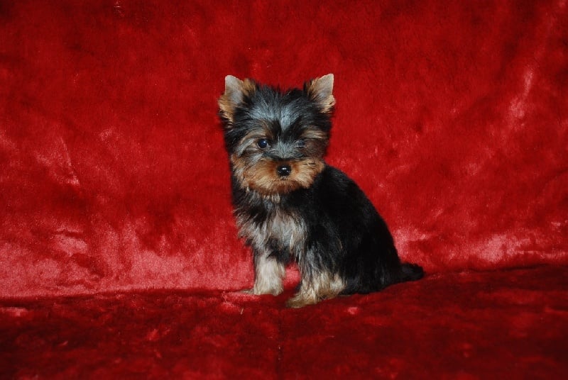 Domaine du Millyork - Chiots disponibles - Yorkshire Terrier