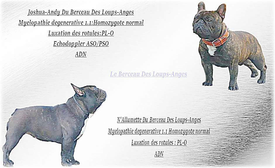 le berceau des loups-anges - Bouledogue français - Portée née le 28/06/2019