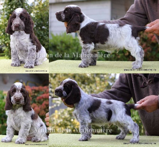 des aubépines de la Vilco - Cocker Anglais Spaniel                       