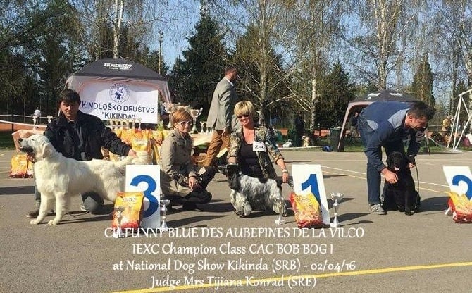 des aubépines de la Vilco - Funny Blue des aubépines de La.Vilco-Grand Champion de Serbie 2016