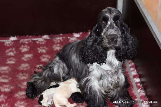 des aubépines de la Vilco - Chiots Cockers Anglais à réserver