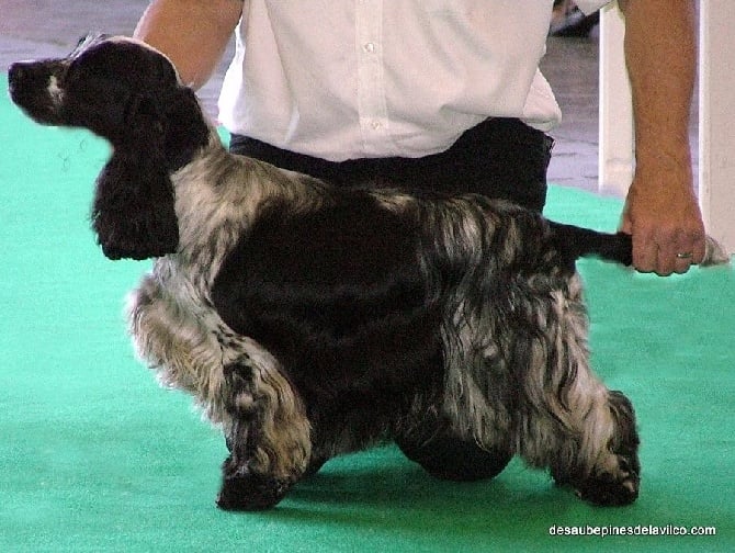 des aubépines de la Vilco - Cocker Anglais