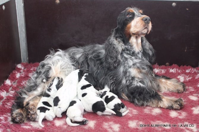 des aubépines de la Vilco - Chiots Cocker Anglais