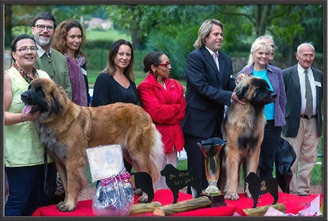 du Bouc D'Or - CLUNY 2014: Faena la reine de Cluny!