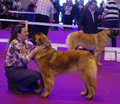 du Bouc D'Or - BOB pour Faena à COLMAR