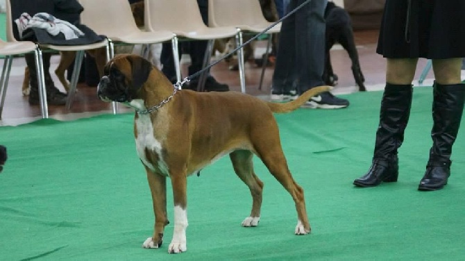 de la demeure ballanaise - CACIB Angers du 29/03/15