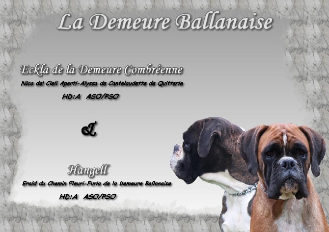 de la demeure ballanaise - Saillie le 05/03/14