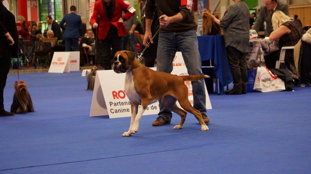 de la demeure ballanaise - Paris Dog Show : CACIB du 07/01/18