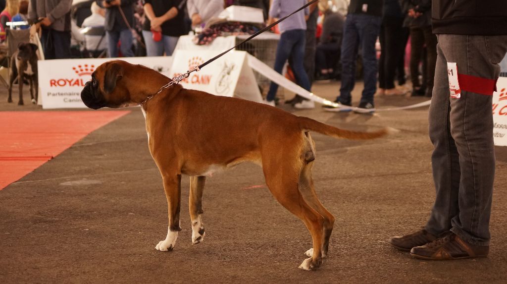 de la demeure ballanaise - CACIB Poitiers le 21/10/18