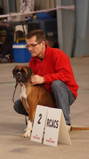 de la demeure ballanaise - CACIB Niort ( Spéciale Boxer : Mr Jouille Philippe )