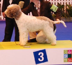 De la forêt des hauts de galgals - Camerata au salon de l'agriculture 2011