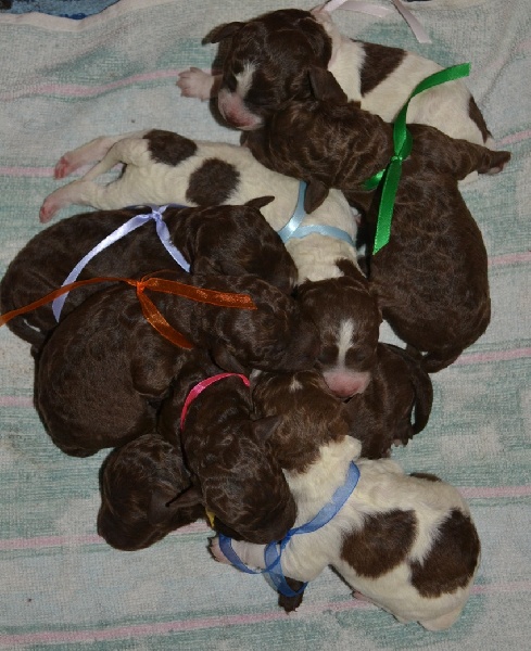 De la forêt des hauts de galgals - Lagotto Romagnolo - Portée née le 09/01/2012