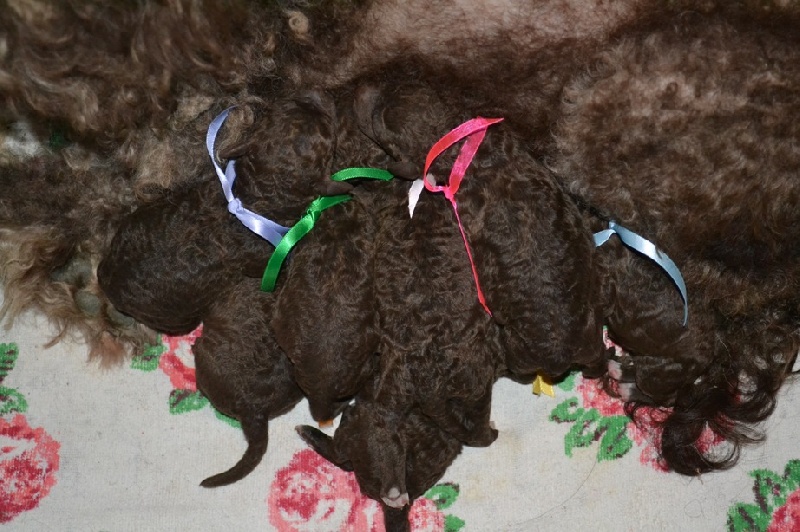 De la forêt des hauts de galgals - Lagotto Romagnolo - Portée née le 08/01/2012