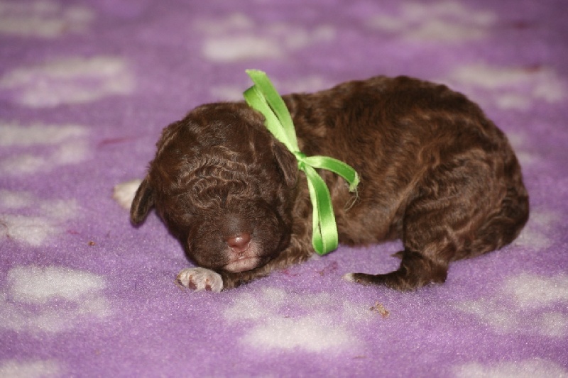 De la forêt des hauts de galgals - Lagotto Romagnolo - Portée née le 23/11/2010