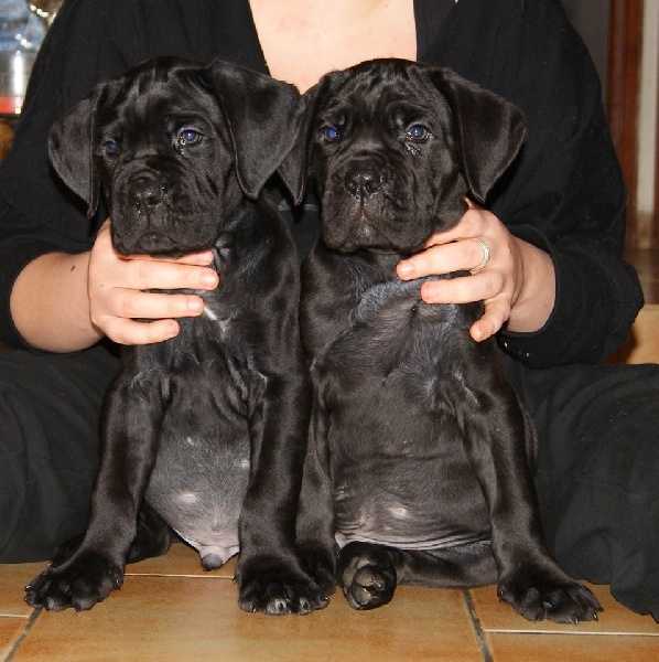 des gardiens d'Ecosse - Cane Corso - Portée née le 19/12/2013