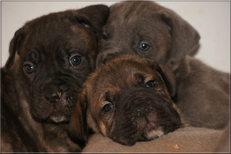 Chiot Cane Corso des gardiens d'Ecosse