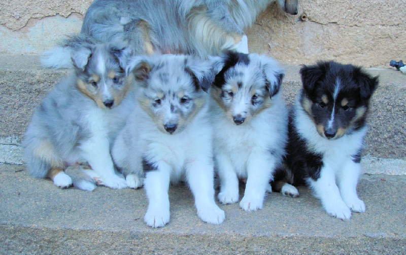 de l'Orchidée d'émeraude - Shetland Sheepdog - Portée née le 29/07/2010