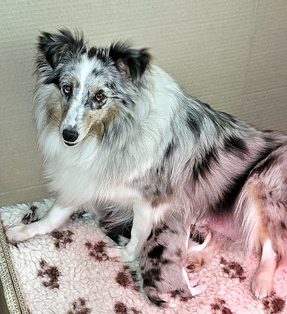 de l'Orchidée d'émeraude - Shetland Sheepdog - Portée née le 15/03/2024