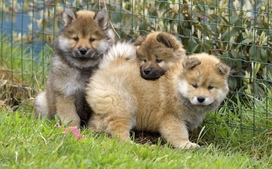 Chiot Eurasier des legendes de Valdemar