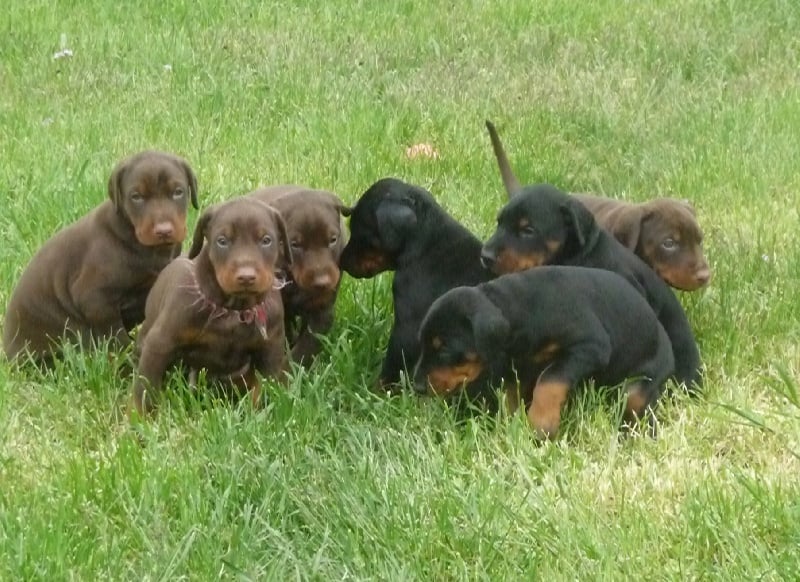 des collines de Beauregard - Dobermann - Portée née le 06/04/2010