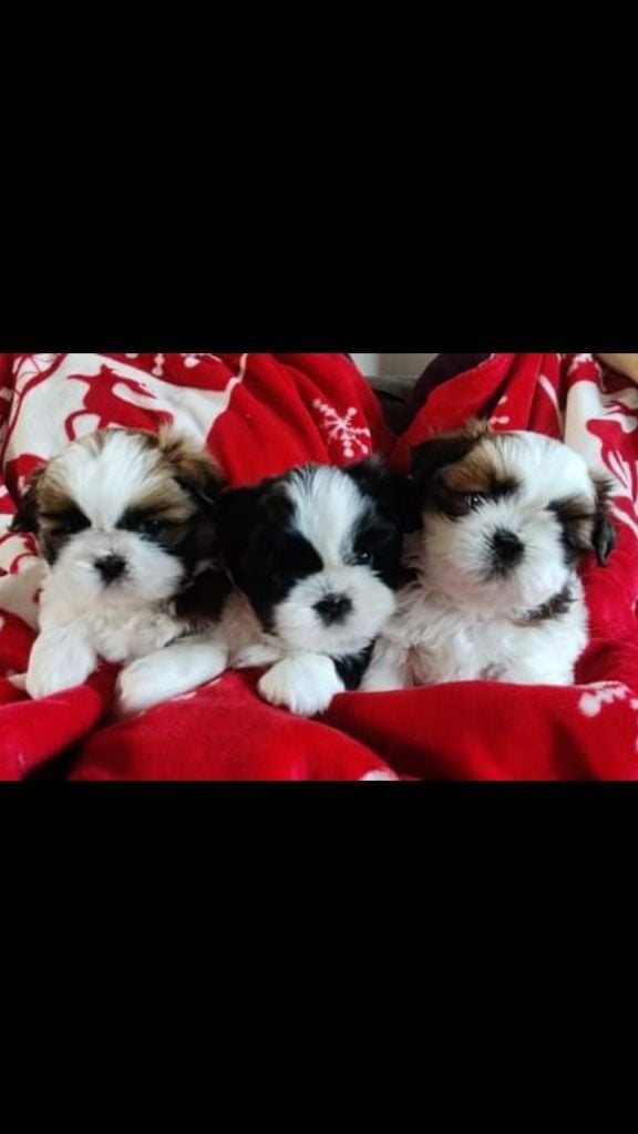 Chiot Shih Tzu Lyns-Avenly