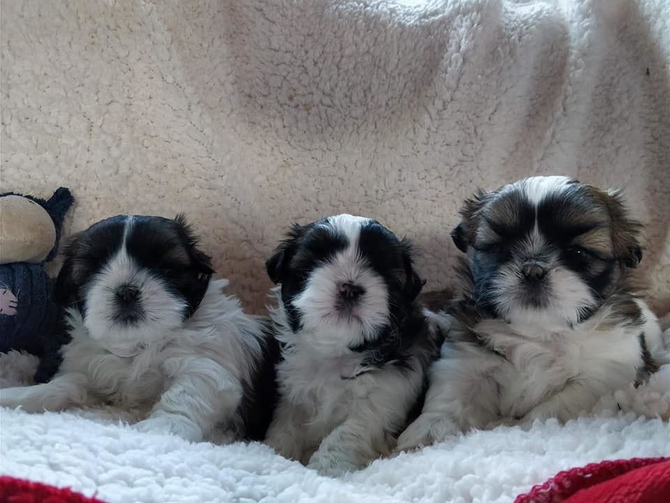 Lyns-Avenly - Shih Tzu - Portée née le 29/01/2018