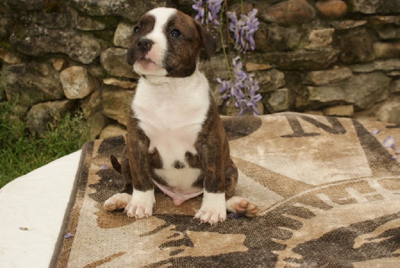 des valeureuses gargouilles - American Staffordshire Terrier - Portée née le 20/03/2015