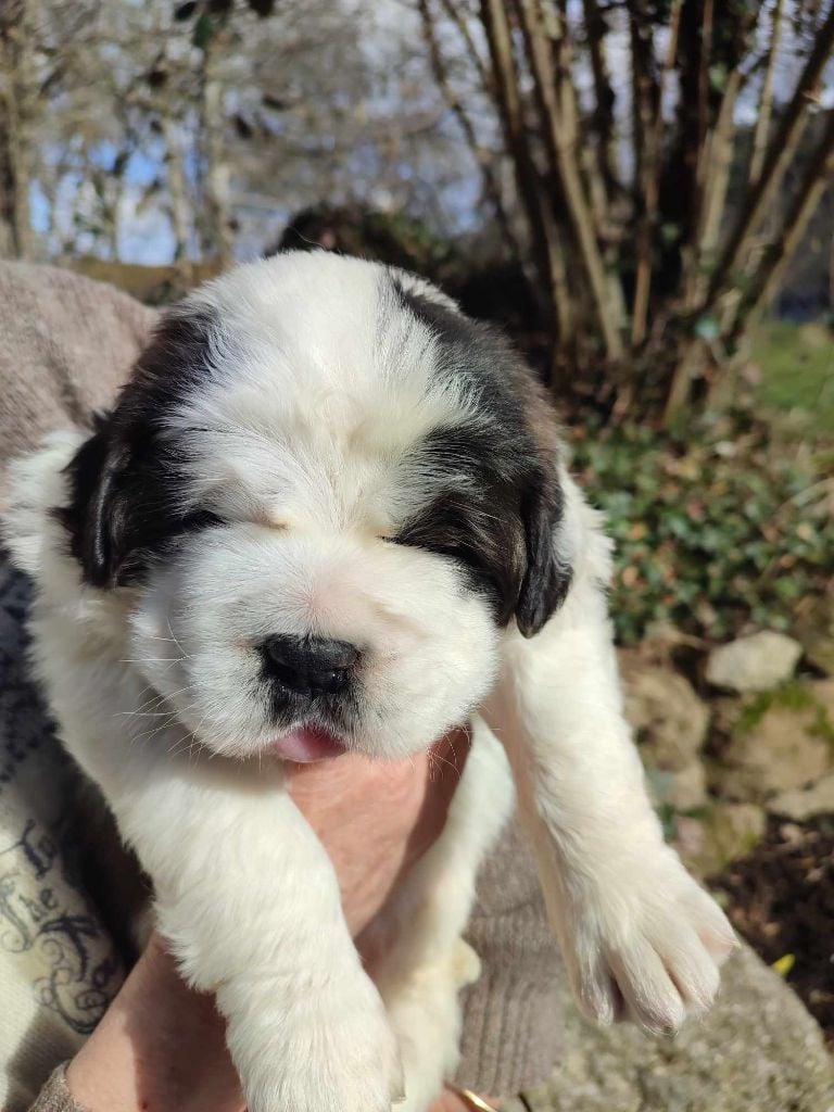 des molosses des neiges - Chiots disponibles - Chien du Saint-Bernard