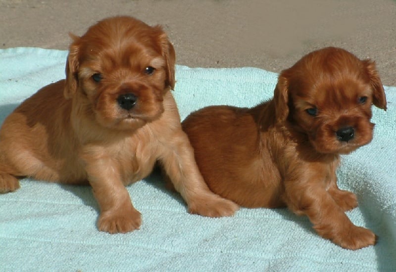 du Nid du Faisan - Cavalier King Charles Spaniel - Portée née le 03/10/2009