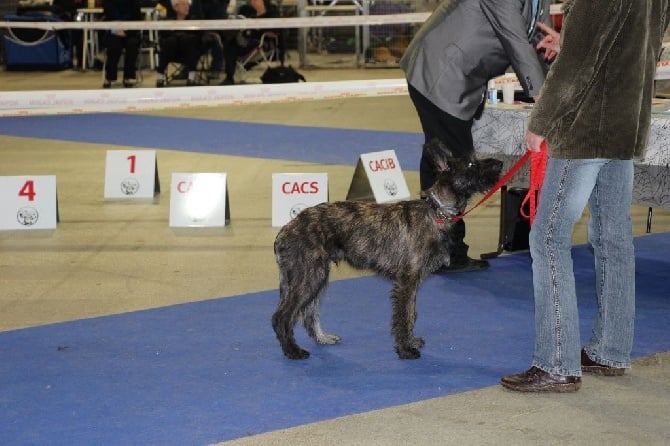 des garous d'ebene - petit LUTHOR meilleur Baby au CACIB de Metz