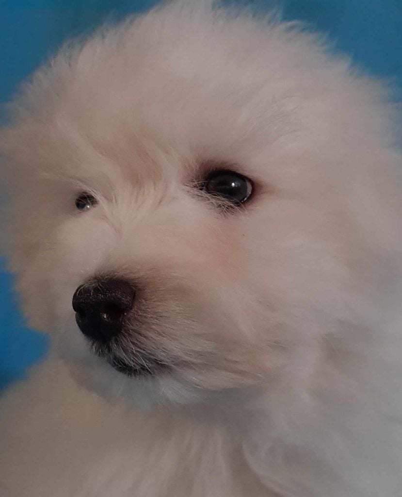 Des Jardins de Gossypium - Chiots disponibles - Coton de Tulear