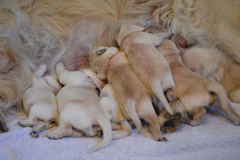 des Alten de la Burgerie - Golden Retriever - Portée née le 10/08/2014