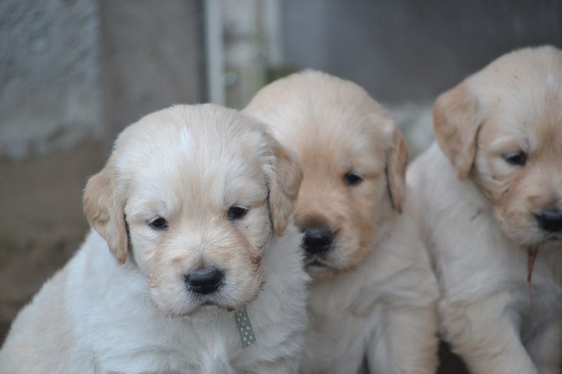 des Alten de la Burgerie - Golden Retriever - Portée née le 07/10/2015